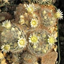 Well you're in luck, because here they come. Mammillaria Nazasensis Buy Seeds At Rarepalmseeds Com