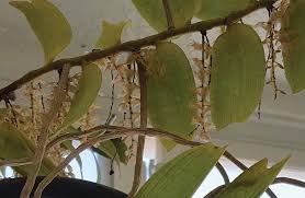 Image result for Diaphananthe sarcophylla