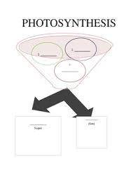 photosynthesis flow chart worksheet