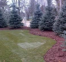 Pin On Trees For Privacy Fences And Filler Plants