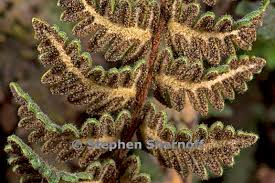 Image result for Cheilanthes