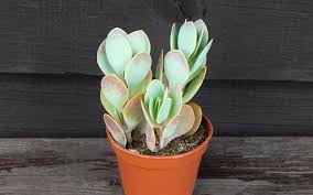 Image result for Kalanchoe rotundifolia