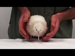 Weitere ideen zu tiere, süße tiere, tierbilder. Weisse Weihnachten Fur Vogelfans Kiwi Kuken In Neuseeland Youtube
