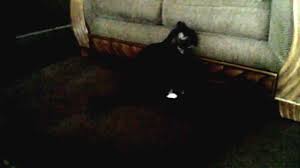 Has your cat ever done this? Cat Scooting Butt Behind Across My Carpet In Living Room Youtube