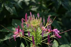 Image result for Cleome houtteana