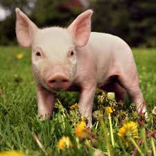 Copyright 2015 © dixie pig terms of service | privacy | accessibility terms of service | privacy | accessibility 8 Surprising Facts About Pigs