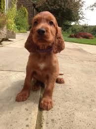 Find irish setter dogs and puppies from texas breeders. Irish Setter Rescue Texas