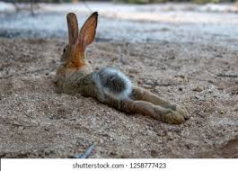 Image result for tbn:nuNU7FPK4A54yM::rvforsaleguide.com/images/bunny-resting-picture.jpg