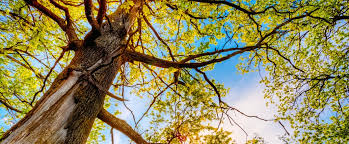 San diego tree care inc. Tree Removal San Diego California San Diego Tree Services