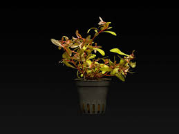 Image result for Nesaea pygmaea