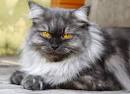 9 Asian Cat Breeds | PetCareRx