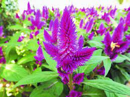 Kurdu A Natural Remedy For Asthma And Kidney Stone The Hitavada