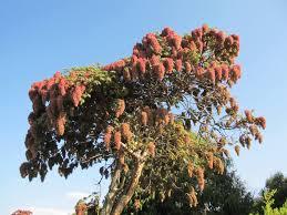 Image result for Hagenia abyssinica
