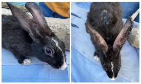 Image result for scabies rabbits ears