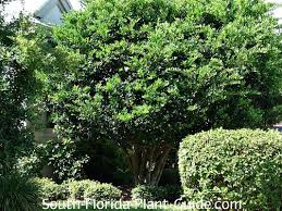 Image result for Ligustrum