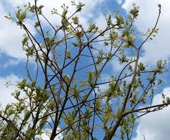 The native americans used infusions made from the root bark as a remedy to treat fevers, diarrhea, and rheumatism. Sassafras Albidum Sassafras Van Den Berk Nurseries
