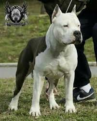 Pin By Renato Guimaraes On Animals Bully Dog Pitbull Dog Dogs