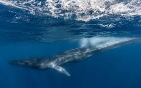 Un grand ouvrier qui avait une barbe et des cheveux noirs tout frisés le regardait d'un air bon. Triste Nouvelle Pour La Baleine Fluker Wwf France