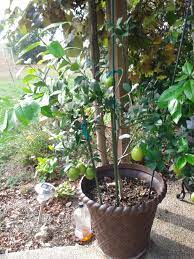 Meyer Lemon Tree With Unripe Lemons Meyer Lemon Tree Lemon Tree Plants