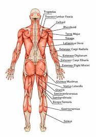 The muscles of the lower back help stabilize, rotate, flex, and extend the spinal column, which is a bony tower of 24 vertebrae that gives the body structure and houses the spinal cord.the spinal. Why Stretching Is Making The Pain Worse And What To Do Instead Coach Sofia Fitness