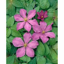 We did not find results for: Clematis Hybride Madame Baron Veillard Pflanzen Fur Dich De 7 95