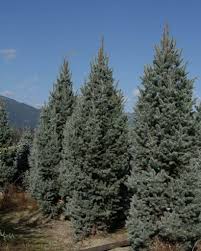 Residential, commercial, free cost estimates Spruce Columnar Blue Countryside Garden Centre