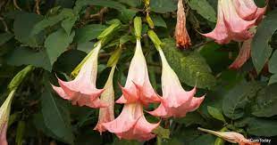 Check spelling or type a new query. Are Angels Trumpets Poisonous Or Toxic