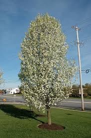 Chanticleer pear pyrus calleryana 'glen's form'. Cleveland Select Ornamental Pear Pyrus Calleryana Cleveland Select In Denver Centennial Littleton Aurora Parker Colorado Co At Tagawa Gardens