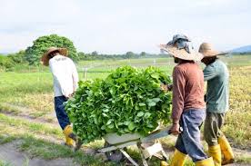 Kurang penggunaan teknologi yang berkesan v. Daripada Wartawan Sukan Kepada Petani Muda Berjaya Buletin Mutiara