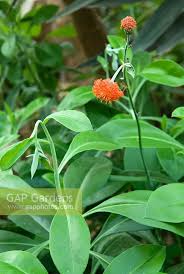 Image result for Kleinia abyssinica