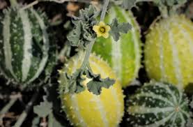 Image result for Cucumis prophetarum