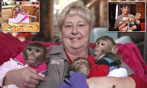 The Monkey Mom Bringing Up Six Primates In Illinois Pet Monkey Cute Lion Primates