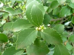 Image result for Maytenus undata