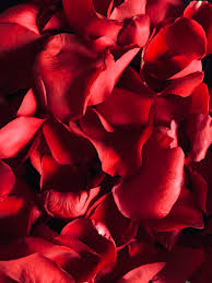 Tons of awesome love hd wallpapers to download for free. 100 Love Images Hd Download Free Professional Photos On Unsplash