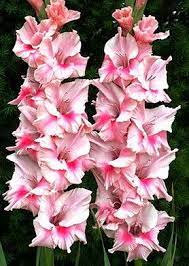 Allium Ampeloprasum Gladiolus Flower Flower Supplies Gladiolus