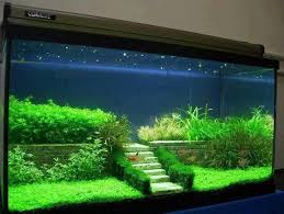 Iste Su Altinda Yapabileceginiz En Ilginc 5 Etkinlik Aquascaping Akvaryum Susleri Planted Aquarium