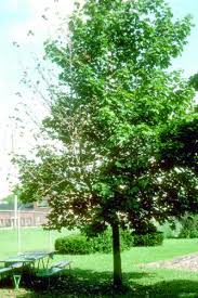 Maybe you would like to learn more about one of these? Verticillium Wilt Integrated Pest Management