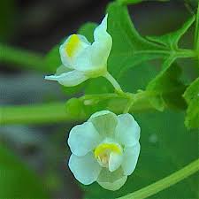 Image result for Cardiospermum halicacabum