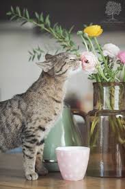 Pin By Renata Norvaisaitė On Katės Crazy Cats Pretty Cats Cats