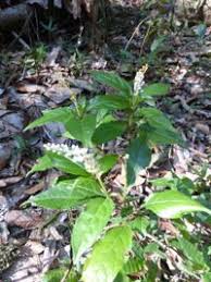 Image result for Hilleria latifolia