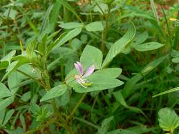 Image result for Cleome schimperi