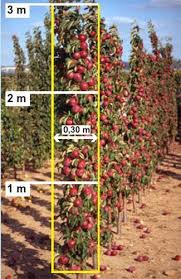 Edible Forest Gardening 101 Pflanzen Sie Einen Mini Obstgarten Mit Saulen Und Pflanzen Obstbaumgarten Garten Pflanzen