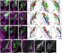 Изучайте релизы ernst daniël smid на discogs. Frontiers Central Projections Of Antennal And Labial Palp Sensory Neurons In The Migratory Armyworm Mythimna Separata Cellular Neuroscience