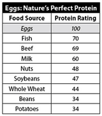 Egg Protein Chart How Many Proteins Does Egg Contain Protein Chart Egg Protein Protein