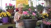 We did not find results for: Why Your Dipladenia Mandevilla Is Dying Youtube