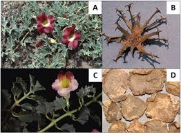 Image result for Harpagophytum procumbens