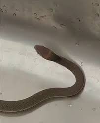 Find deals on products in plumbing tools on amazon. Homeowner Captures Deadly Eastern Brown Snake Slithering Out Of Kitchen Sink While Doing The Dishes Daily Mail Online