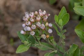 Image result for Pluchea ovalis