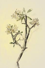 18th Century Botanical Drawings Frangipani Flower Google Search Botanical Drawings Plant Sketches Plumeria Tree