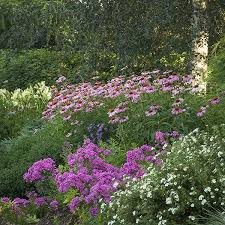 Image result for Echinacea purpurea `Magnus`